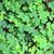 Janet Culbertson Lenz's profile image