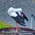 Renee Ataner's profile image