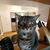 Allison Baribault's profile image