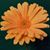Lynn Durham-Bruess's profile image