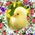 Dana Gibson Burlison's profile image