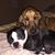 Edith Scharsch-Cromis's profile image