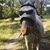 LeeAnn Dreadfulwater's profile image