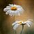 Lori Kilbride Bean's profile image