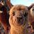 Staci S.'s profile image