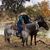 Rhonda Rogers-Graham's profile image