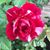 Mary Ann Kosmicki's profile image