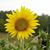 Lynda D Duckworth's profile image