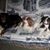 Lynda Misenheimer Helms's profile image