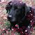 Laurie Hilligoss's profile image