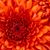 Betty Steinmann's profile image