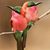 Kelly Scott Kope's profile image