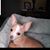 Sunshine Shelton's profile image