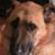 Jane McShane's profile image