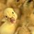 Robert Huckabee's profile image