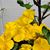 Arasida Sali's profile image