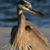 Susan Wood Moehling's profile image