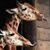 Susan Bradford's profile image