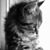 Karen Redmond's profile image