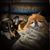 Tammy Owen Duffy's profile image