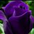 Marta Alicia Flores Bribiesca's profile image