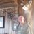 Steve Bankston's profile image