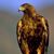 Kim Berglund-Schmidt's profile image