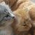 Ann Foote's profile image