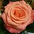 Lillian Ostermann's profile image