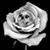 Kim Gomenis's profile image