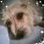 Linda Williams's profile image