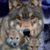 Pam Dickerson's profile image