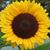 Dawn Plowman's profile image