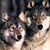 Lynn Garrison-Buck's profile image