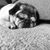 Lirio Fitz-King's profile image