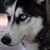 Missi Sheme's profile image