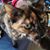 Tracy Marie-Wade Koerner's profile image