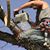 Golden State Tree Service's profile image