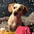 DeAnna Koller's profile image