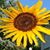 Kim Keith Biehler's profile image
