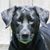 Charles Germaine's profile image