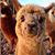 Gisela Andrea Fette's profile image