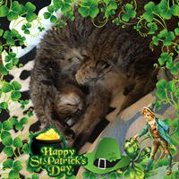 Katie Morehead's profile image