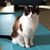 Cheryl Ann's profile image