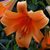Annemarie Wilson's profile image