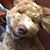 Michelle Martinez Ameerally's profile image