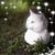Chris Cotton's profile image
