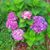 Pamela Wilson's profile image