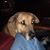 Russell Frasier's profile image
