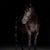 Regina Marie's profile image
